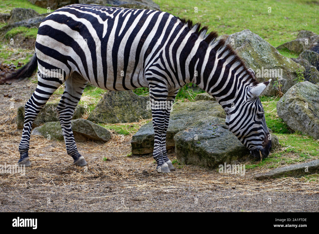 Zebra del Grevy Foto Stock