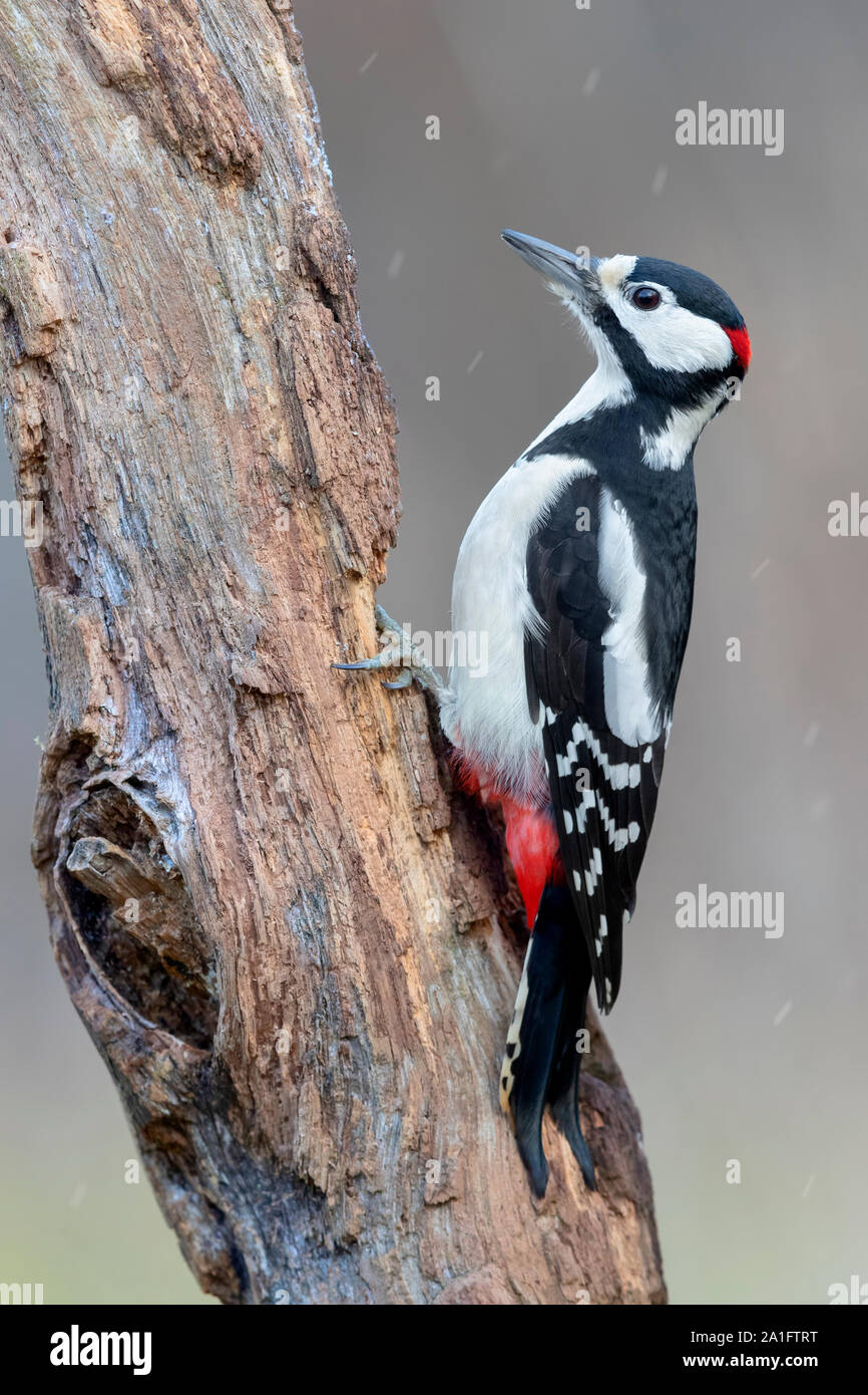 Picchio rosso maggiore (Dendrocopos major), la vista laterale di un maschio adulto appollaiato su un tronco vecchio, Podlachia, Polonia Foto Stock