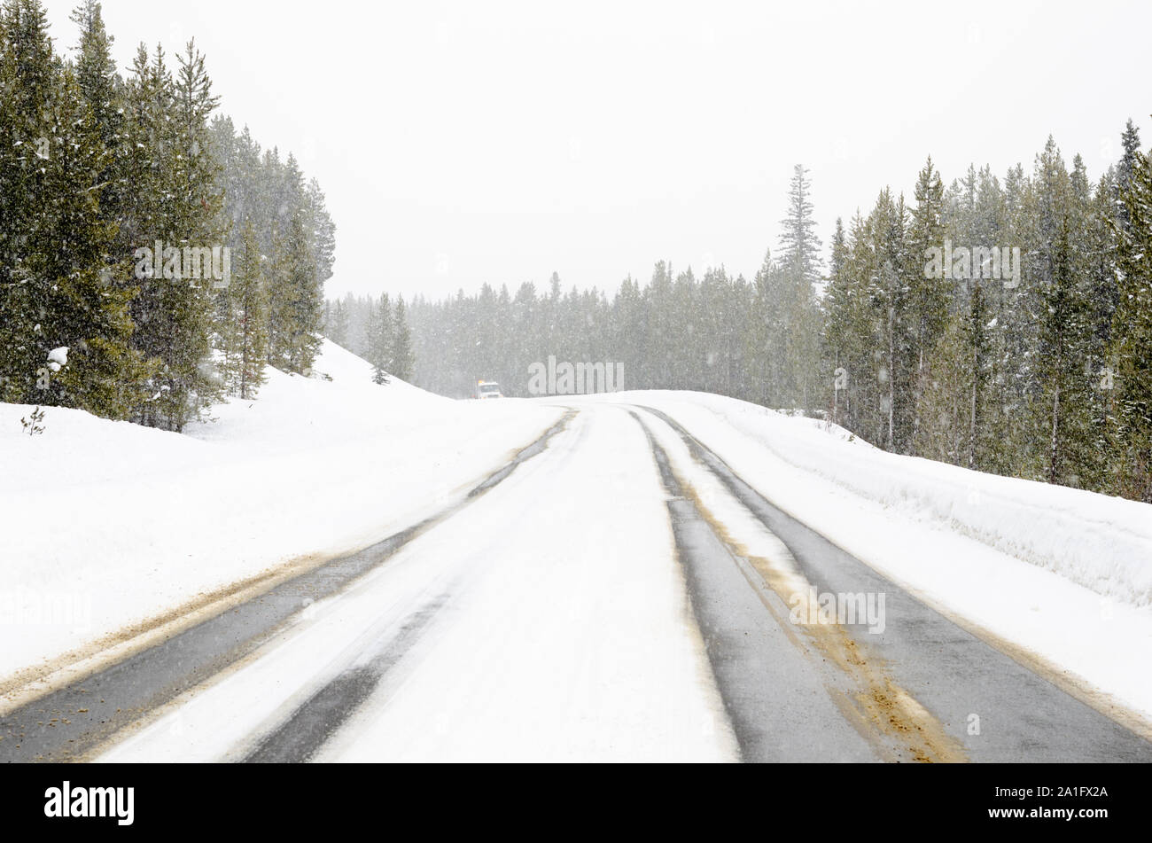 Montagne througn su strada in una foresta di pini durante una bufera di neve. Una venuta spartineve è visibile in lontananza. Foto Stock