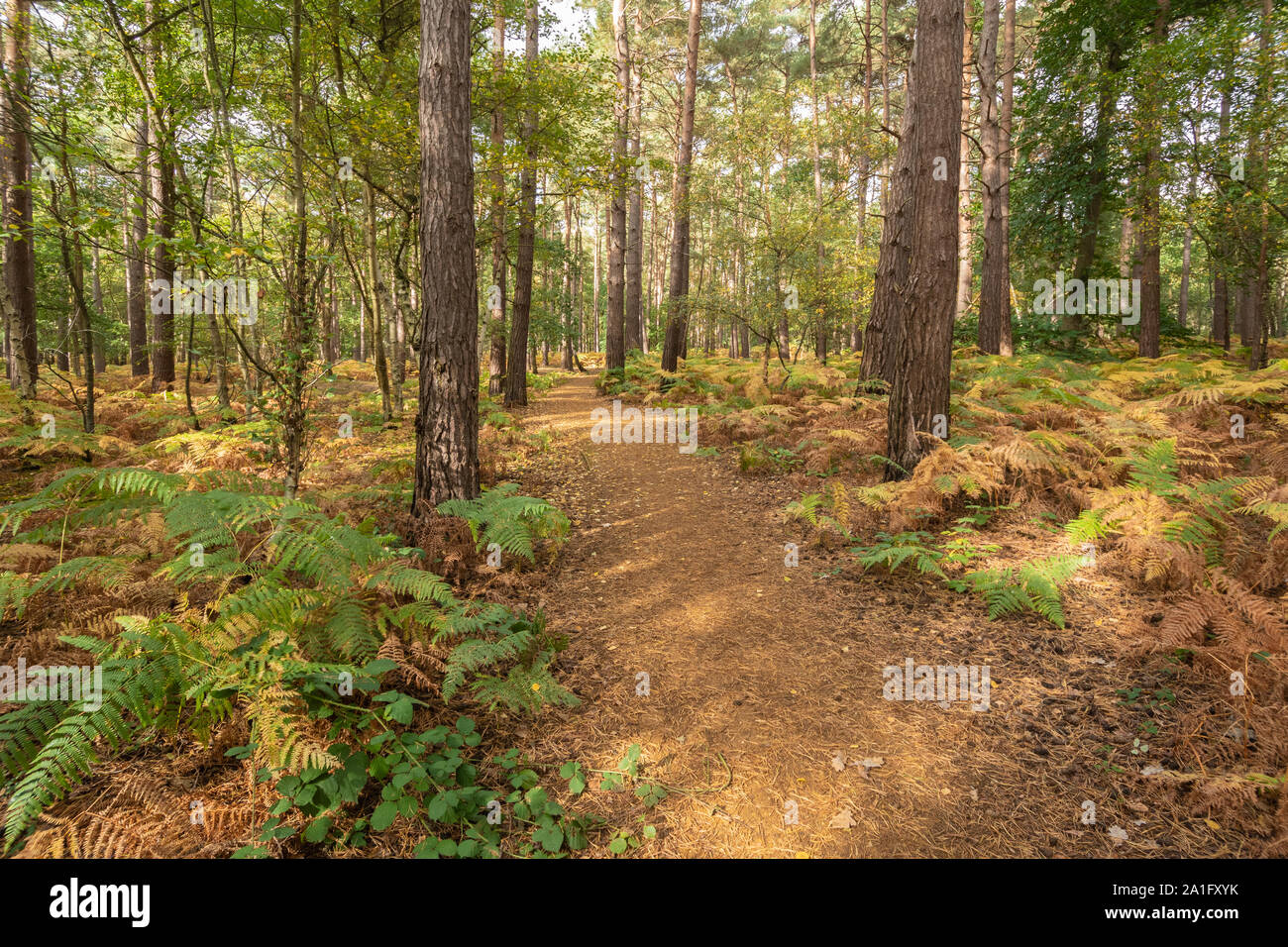 Vista autunnale o paesaggio in Horsell comune con alberi da bosco e bracken, Surrey, Regno Unito Foto Stock