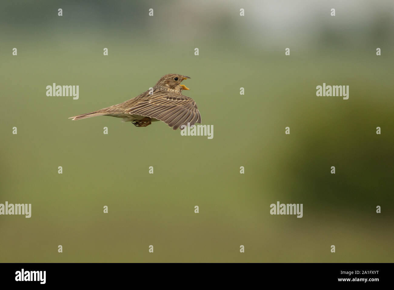 Corn bunting cantando in volo di visualizzazione. Foto Stock