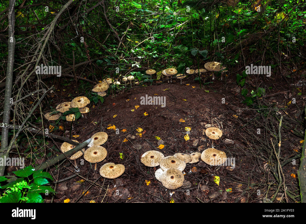 I funghi commestibili Porcino (Boletus edulis) o parasol (fungo Macrolepiota procera o Lepiota procera) crescere intorno al formicaio nella foresta di autunno Foto Stock