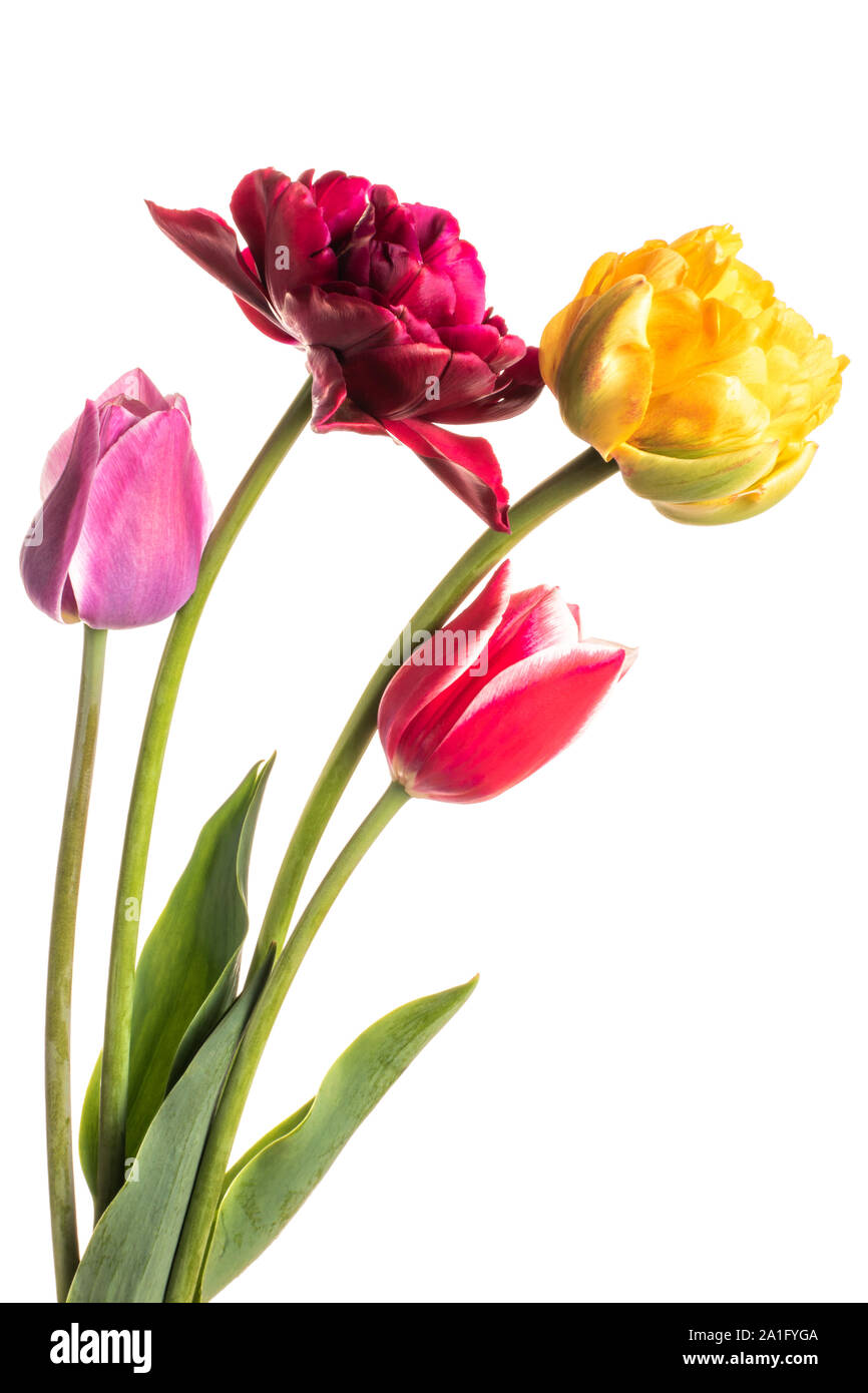 Fiori variopinti tulipani di colorazione naturale isolato su sfondo bianco Foto Stock