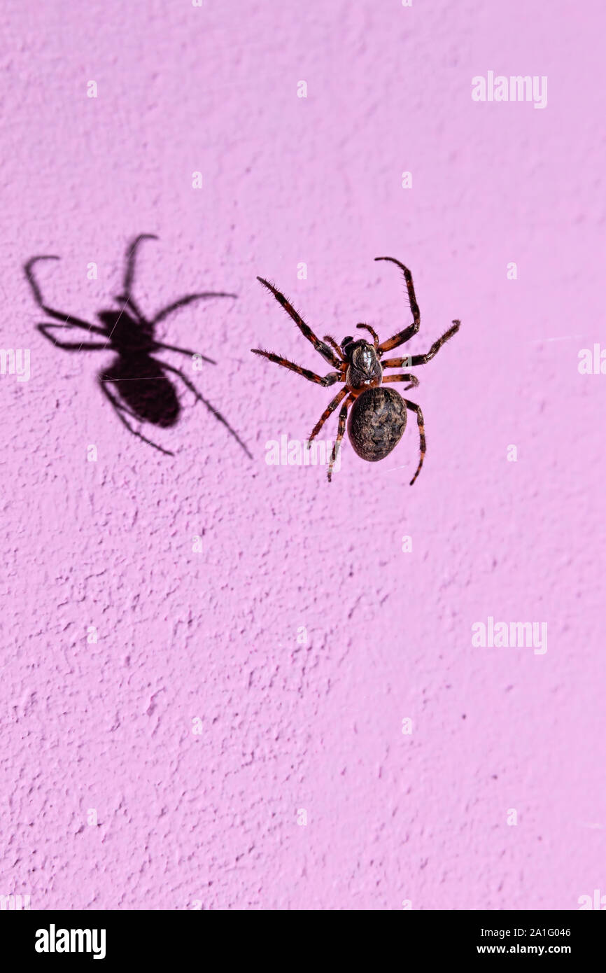 Un ragno la tessitura di notte un web sullo sfondo di una parete rosa, illuminata da una luce dura di flash Foto Stock