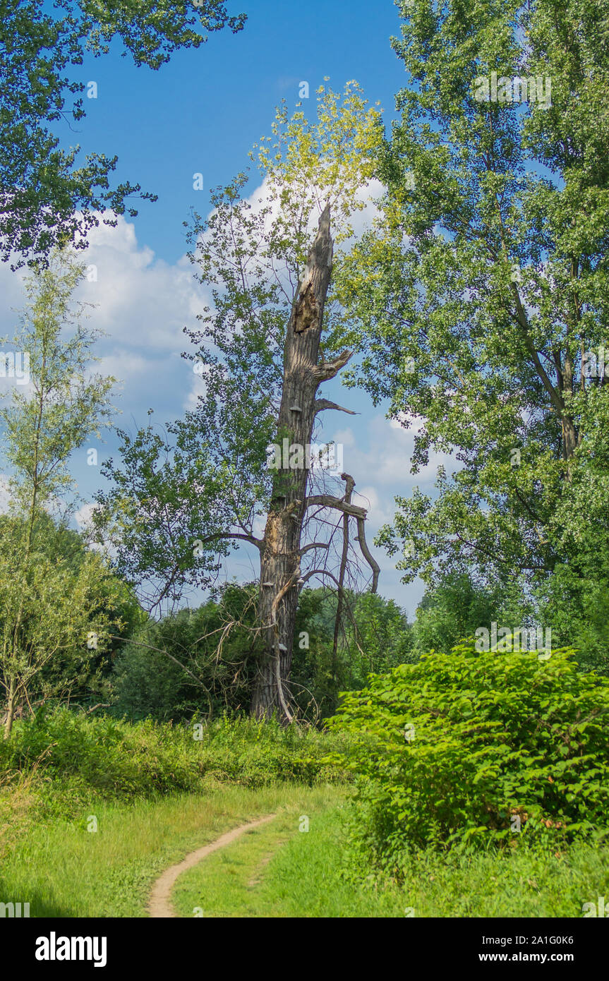 Un vecchio albero è la lotta per la sopravvivenza. Scena dalla cassa di espansione del fiume Sieg. Catturate in estate. Foto Stock