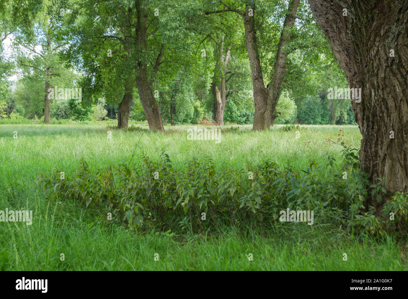 Prati alberi nella pianura alluvionale del fiume Sieg. Catturate in estate. Foto Stock