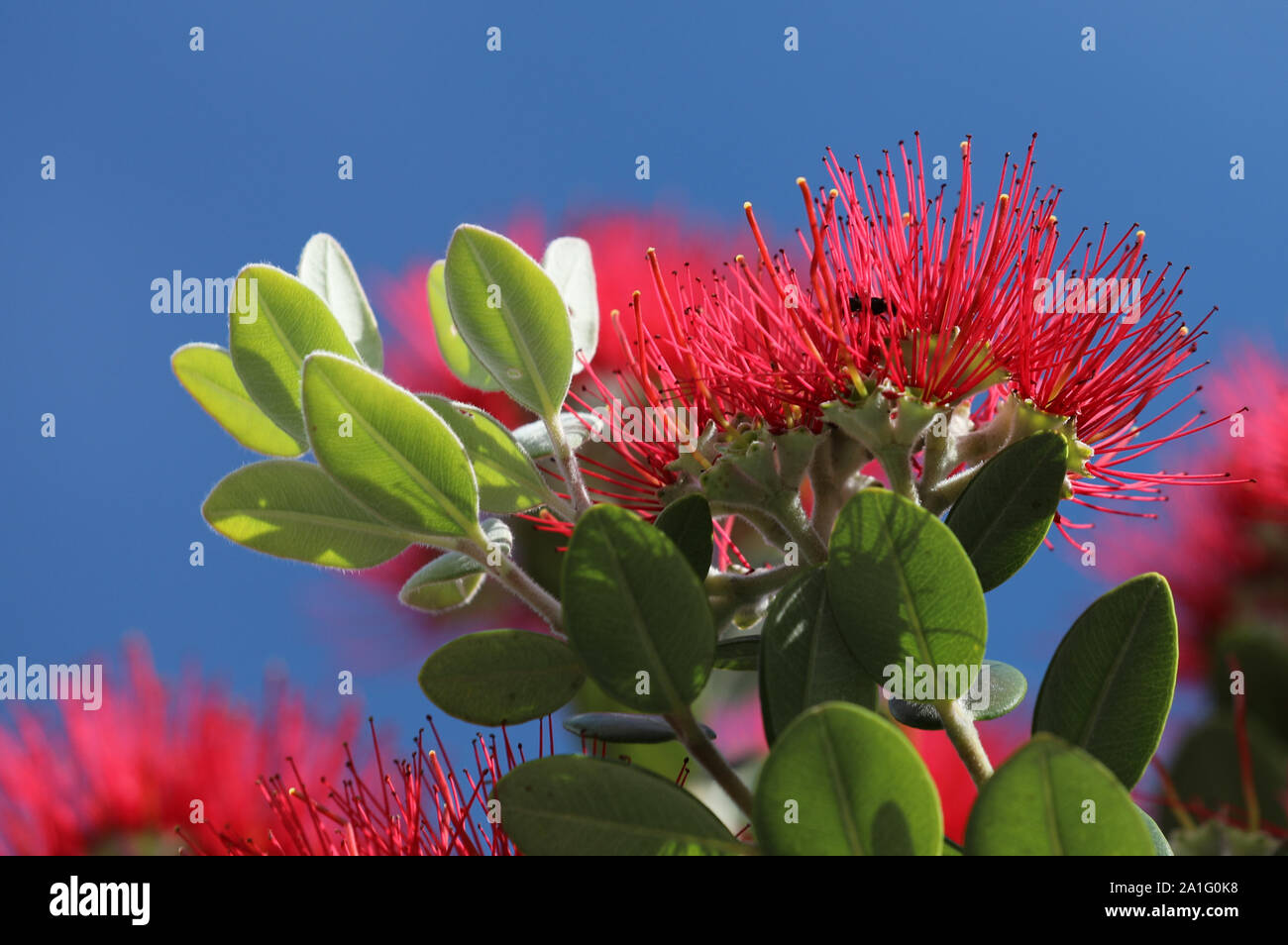 Pohutukawa Metrosideros excelsa Nuova Zelanda albero di Natale Foto Stock