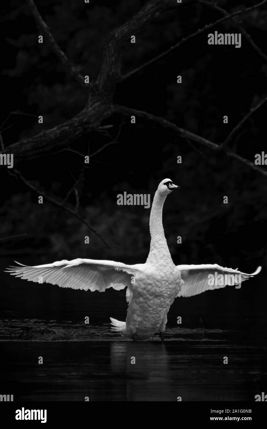 Swan con ali aperte Foto Stock