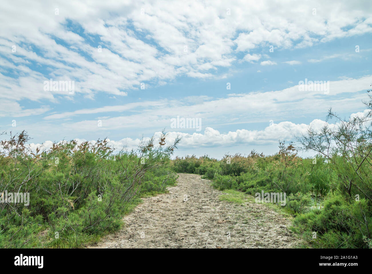 Wild le piante di palude, Turchia Foto Stock