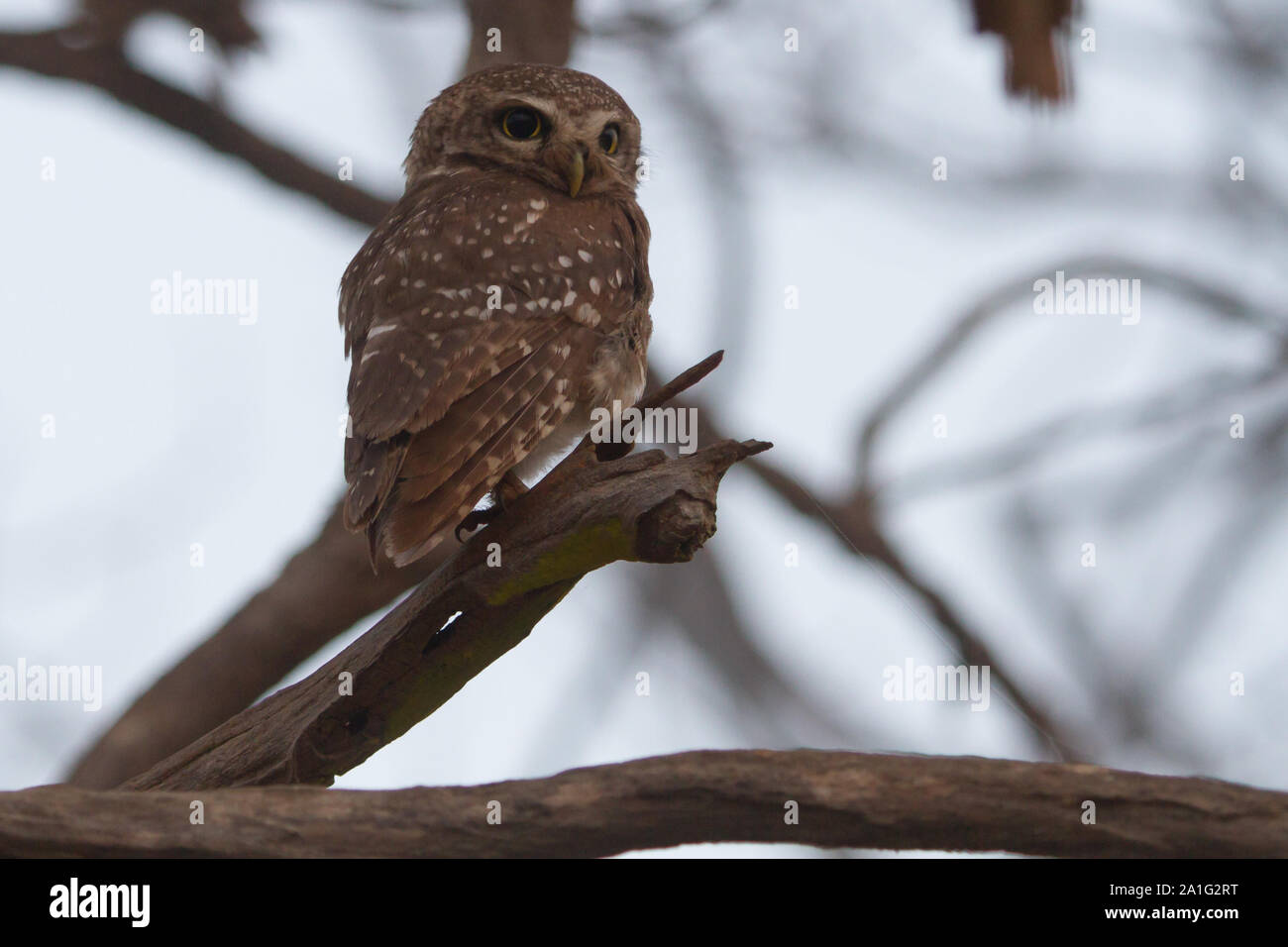 Spotted owlet in Gir parco nazionale di India Foto Stock