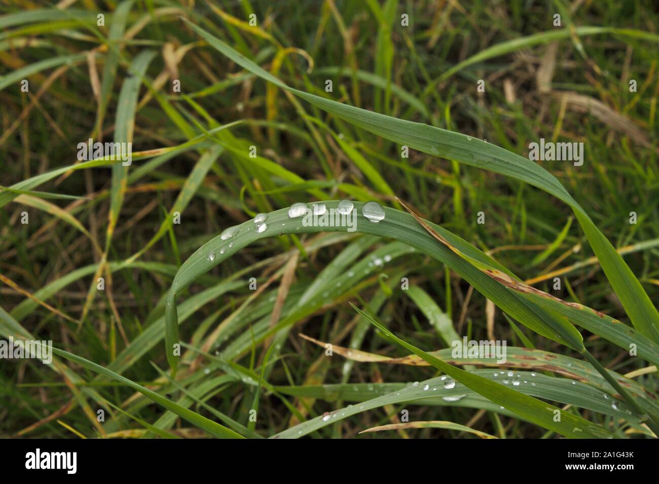 Una foglia di erba presenta l'effetto del loto con goccioline di acqua Foto Stock