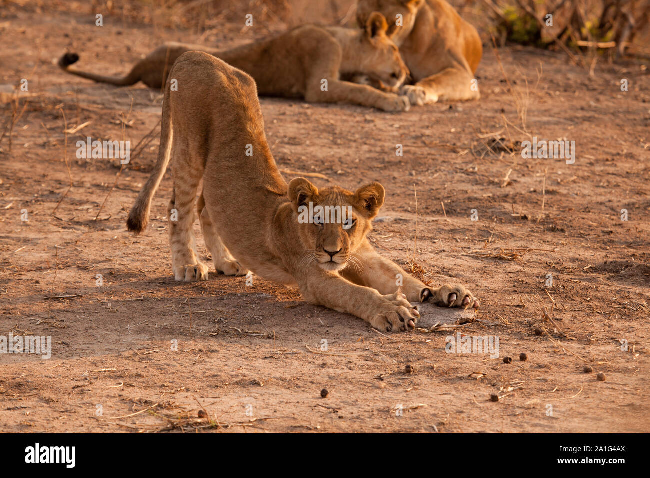 Cat yoga? Lion cub (vedere le macchie sulle sue gambe) fa un tratto pieno, artigli esteso nella luce del mattino, Ruaha National Park, Tanzania. Foto Stock