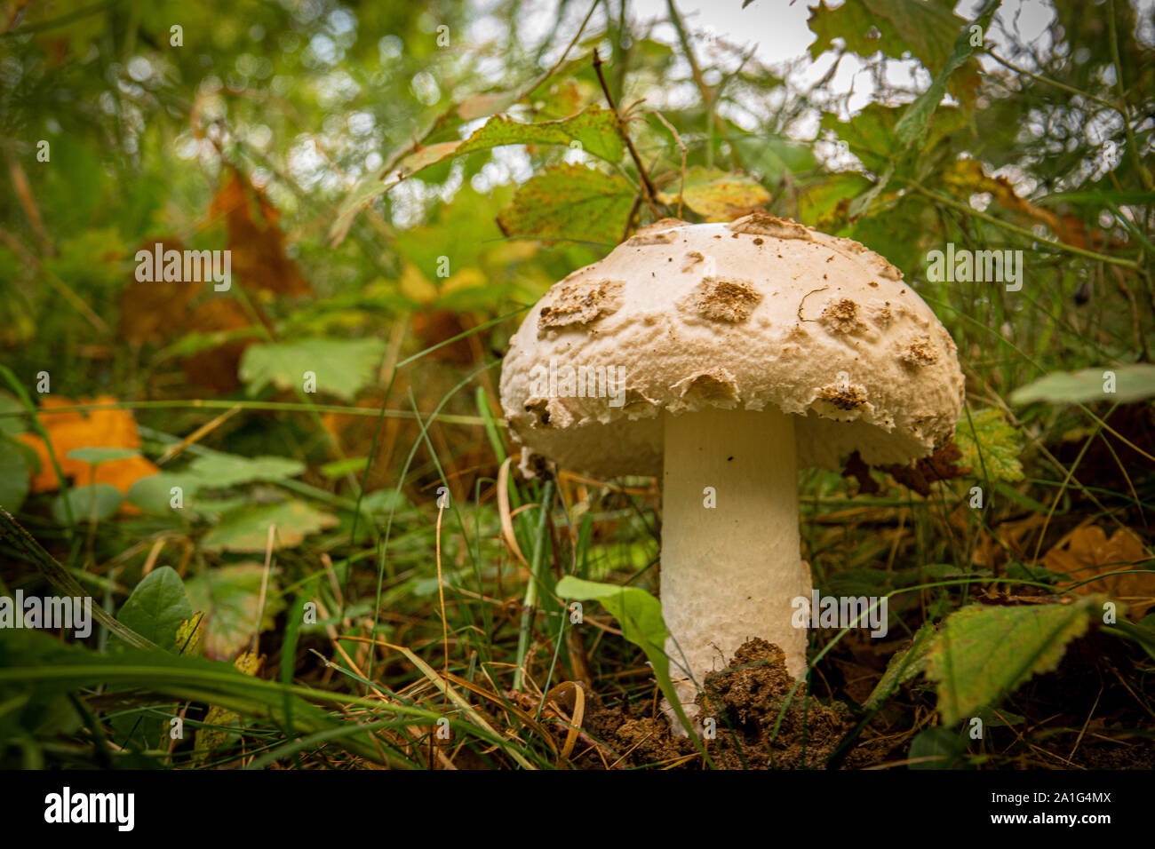 Un Grande Fungo Bianco Con Cappello Bianco E Bianco Tronco Sta Solo Su Una Foresta Pavimento Coperto Con Foglie Foto Stock Alamy