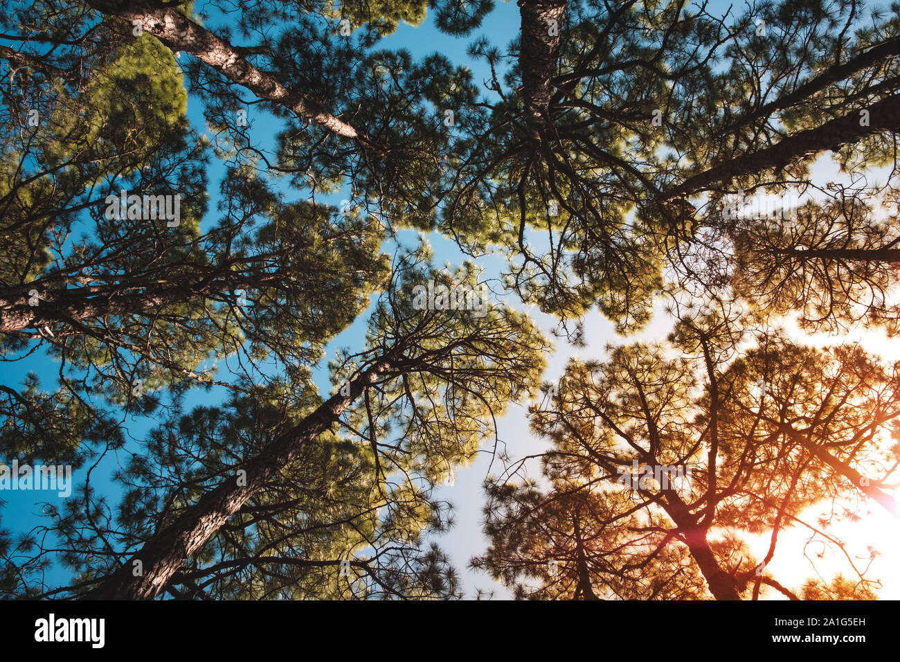 Rees e cielo - il sole nella foresta di alberi di pino Foto Stock