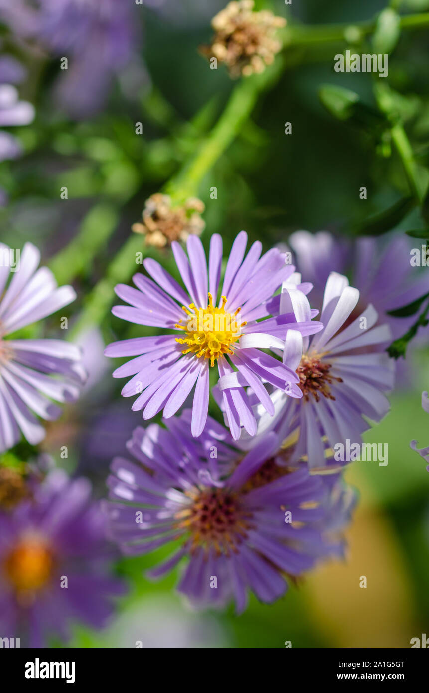 Alpine Aster (Aster alpinus) . Giardino decorativo pianta con fiori viola. Bellissima pianta perenne per il giardino. Fiori di autunno Foto Stock