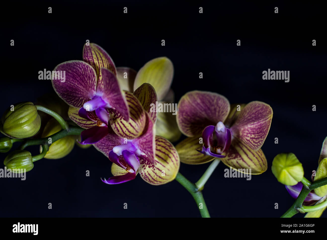 Isolato closeup colpi di orchidaes in fiore di fronte a uno sfondo nero Foto Stock