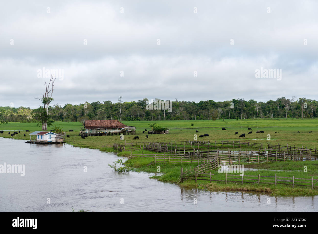 Obersations su una due giorni di viaggio in barca da Manaus a Tefé, il mese di maggio, Rio Solimoes, Amazonas, fine della stagione piovosa,l'Amazzonia, Brasile, America Latina Foto Stock