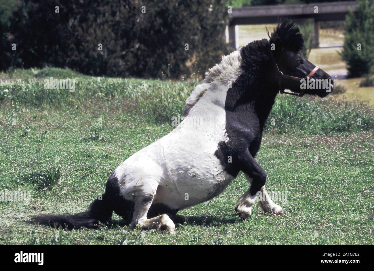 PONY BIANCO E NERO CHE LOTTA PER ALZARSI CON UNO STOMACO DISTINTO SOFFRE DI COLICHE, TASMANIA RURALE, AUSTRALIA. Foto Stock