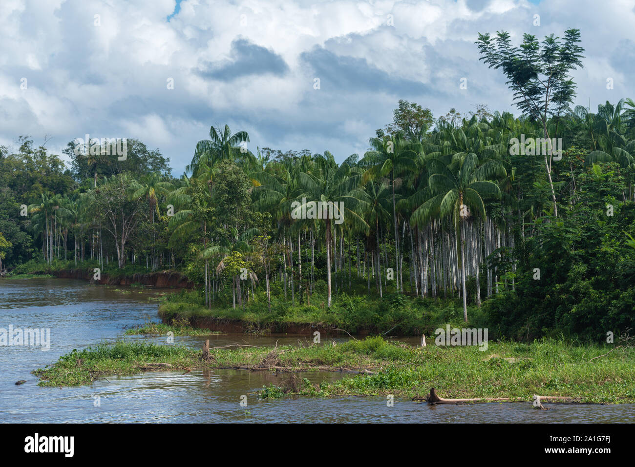 Obersations su una due giorni di viaggio in barca da Manaus a Tefé, il mese di maggio, Rio Solimoes, Amazonas, fine della stagione piovosa,l'Amazzonia, Brasile, America Latina Foto Stock