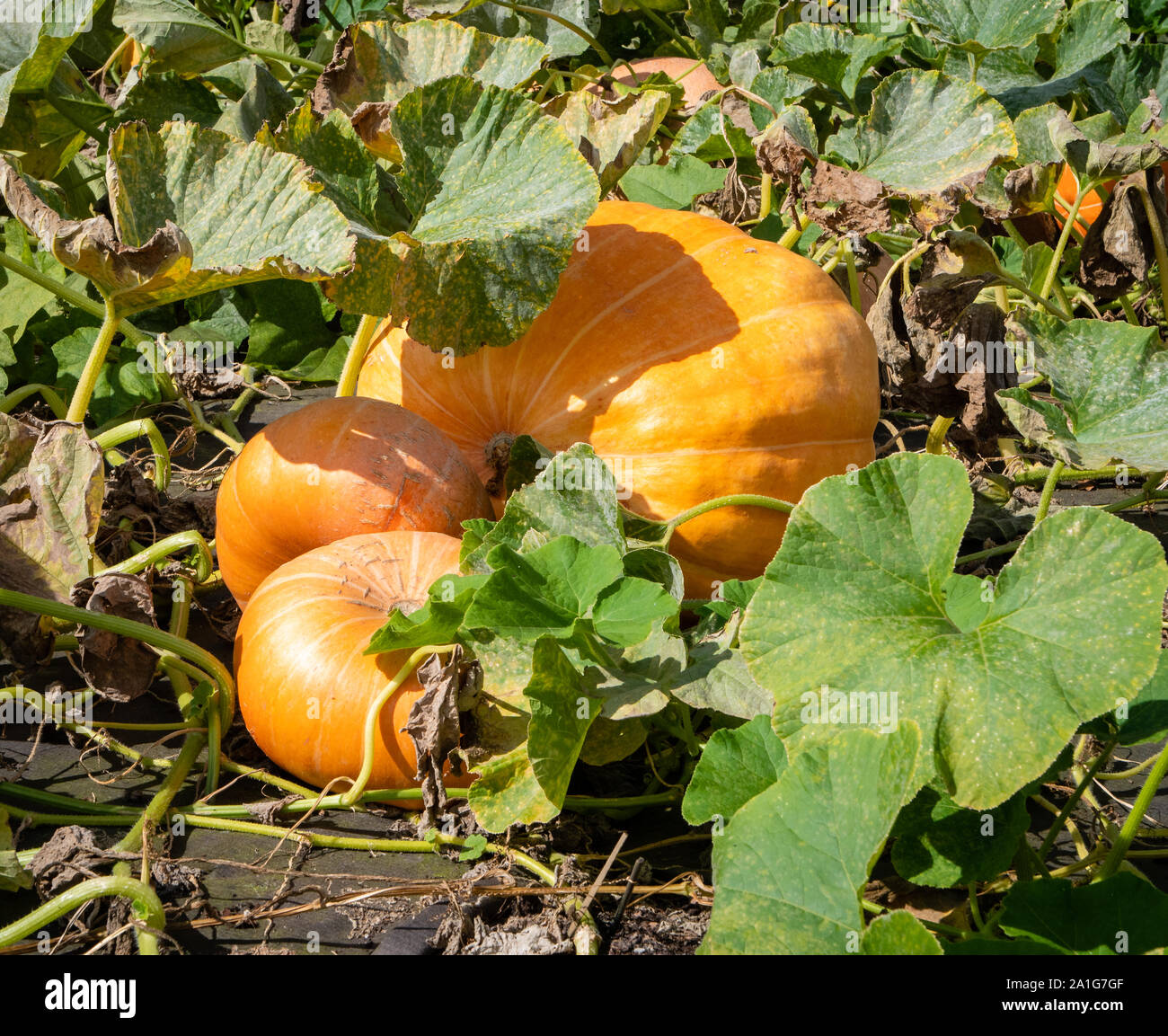 Zucche pronto per la raccolta in autunno in un paese di lingua inglese orto REGNO UNITO Foto Stock