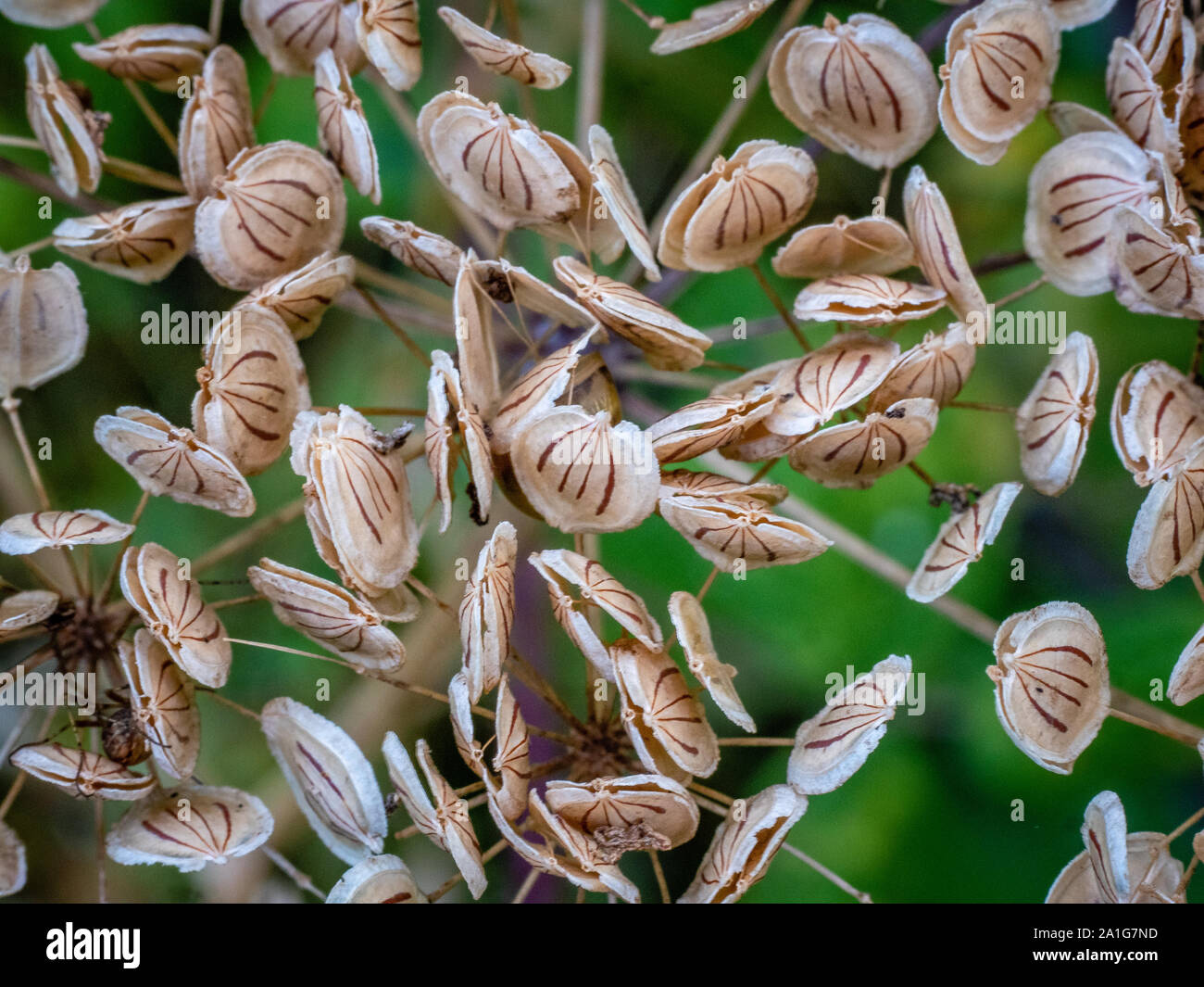 Le capsule di semi su umbels di hogweed Heracleum sphondylium - DERBYSHIRE REGNO UNITO Foto Stock