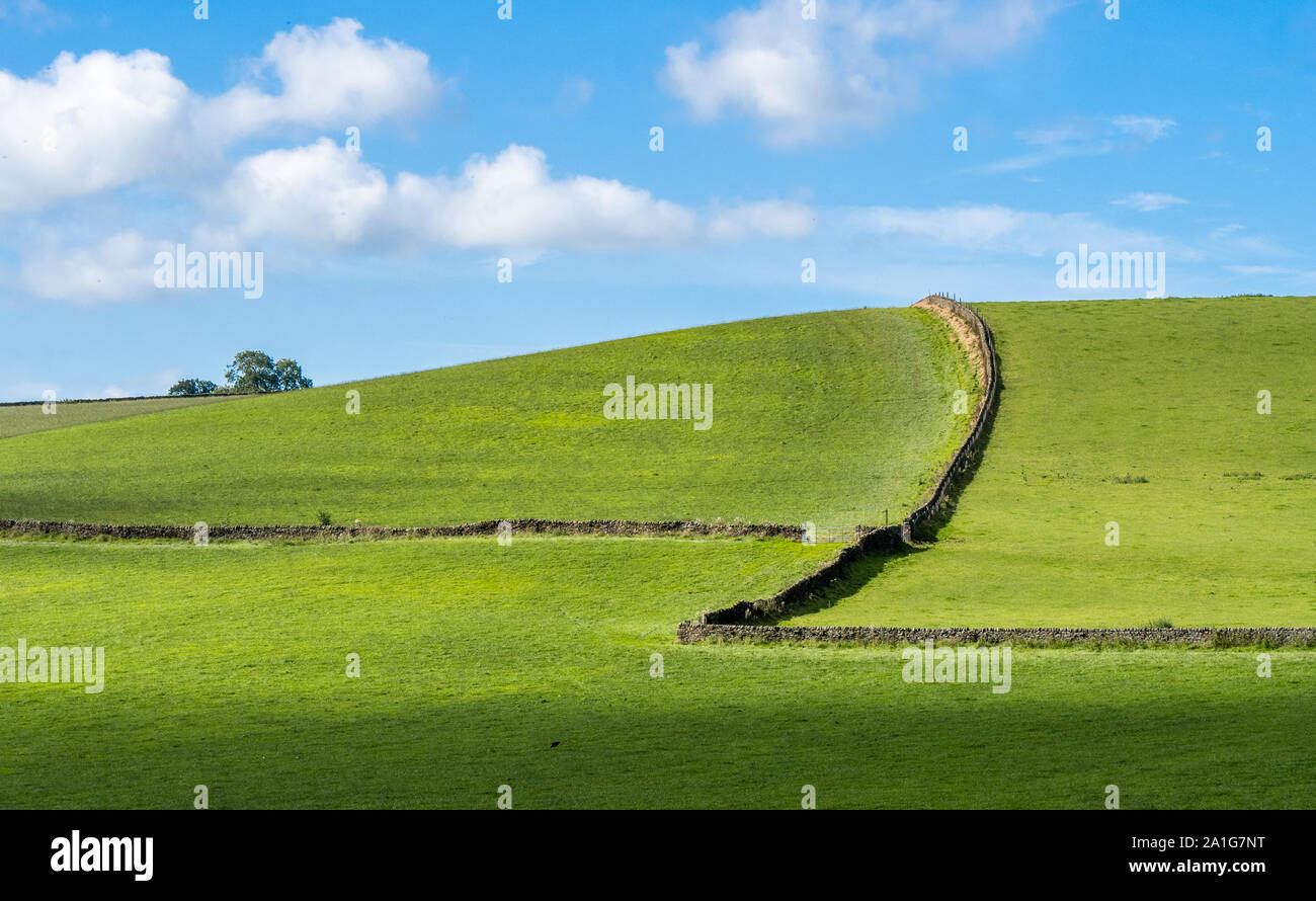 Collina erbosa con muri in pietra a secco e gli alberi del picco del bianco del Derbyshire Regno Unito Foto Stock