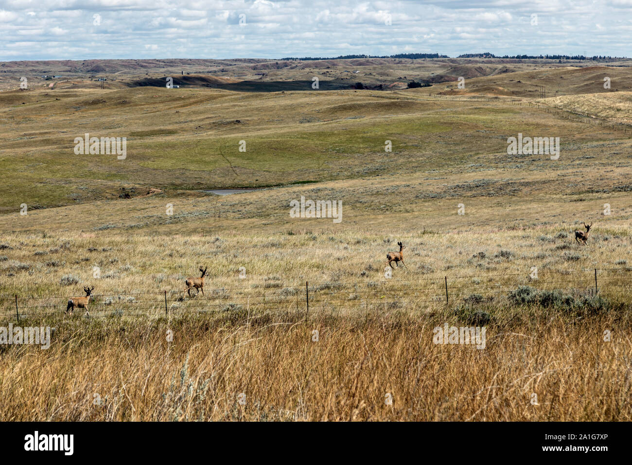 Mule Deer skitter attraverso un campo di Campbell County, Wyoming Foto Stock