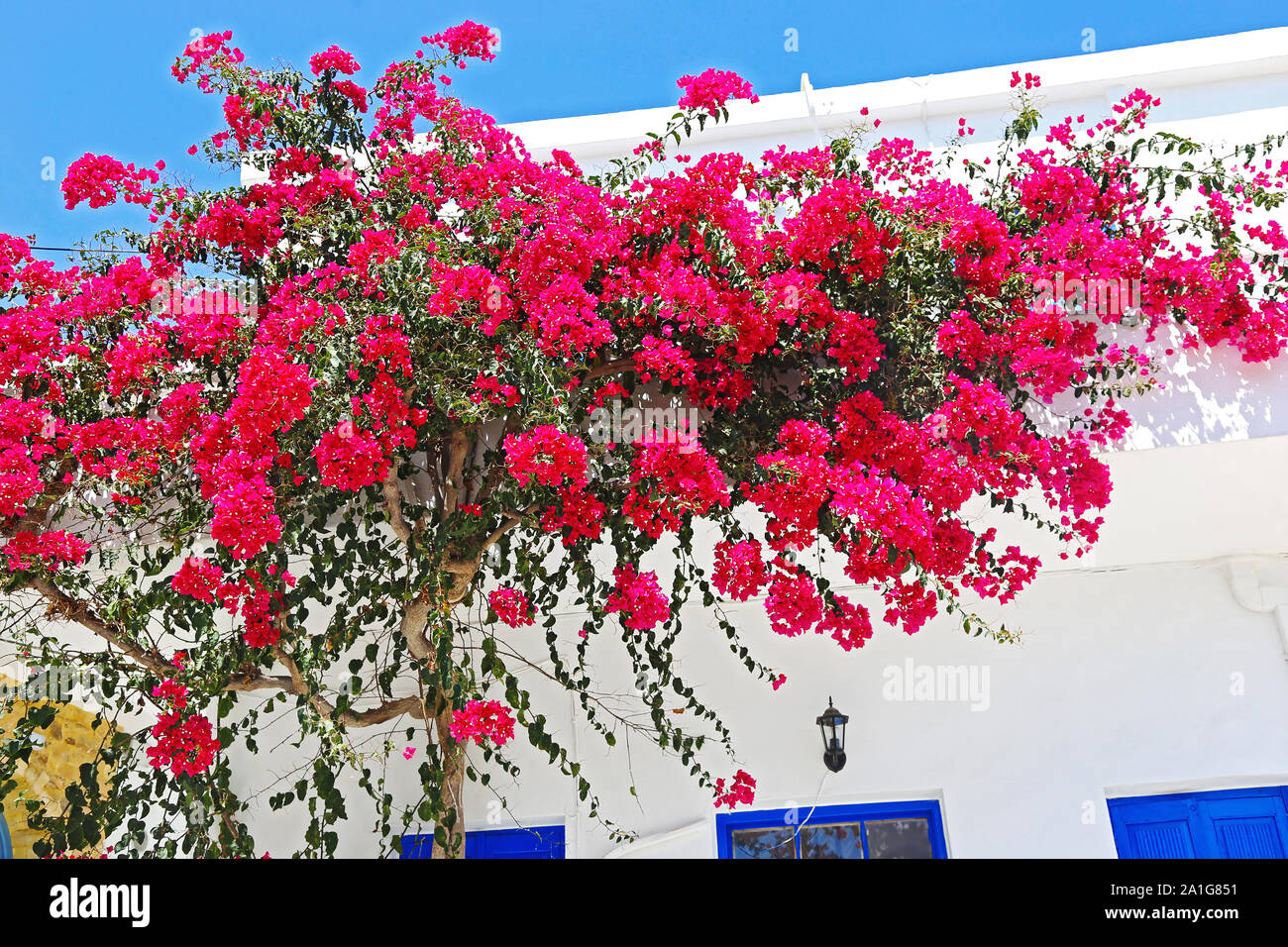 Rosa in fiore fiori di bouganville a Koufonissia cicladi grecia Foto Stock