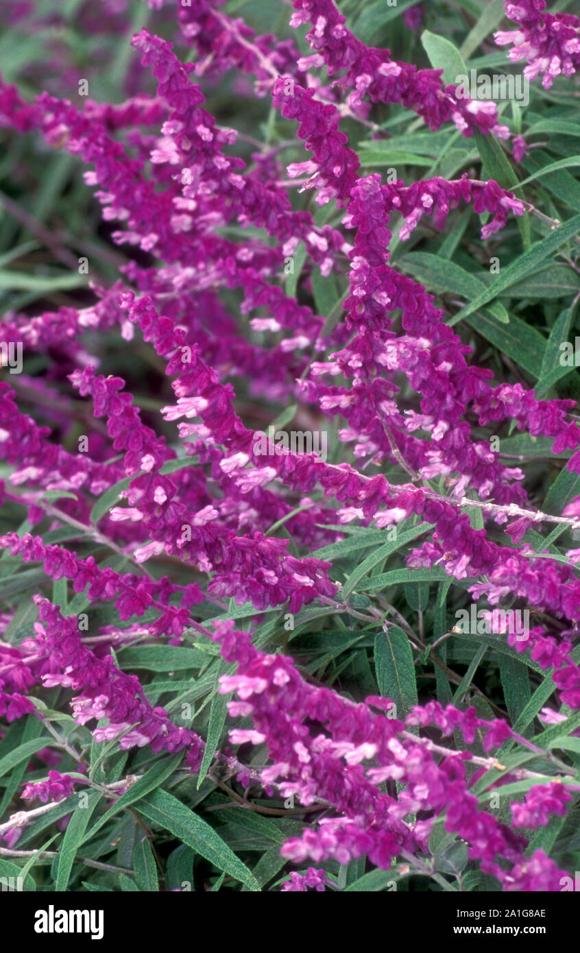 Boccola messicano salvia o in due toni di feltro SALVIA (salvia LEUCANTHA) talvolta chiamato lanosi salvia. Foto Stock