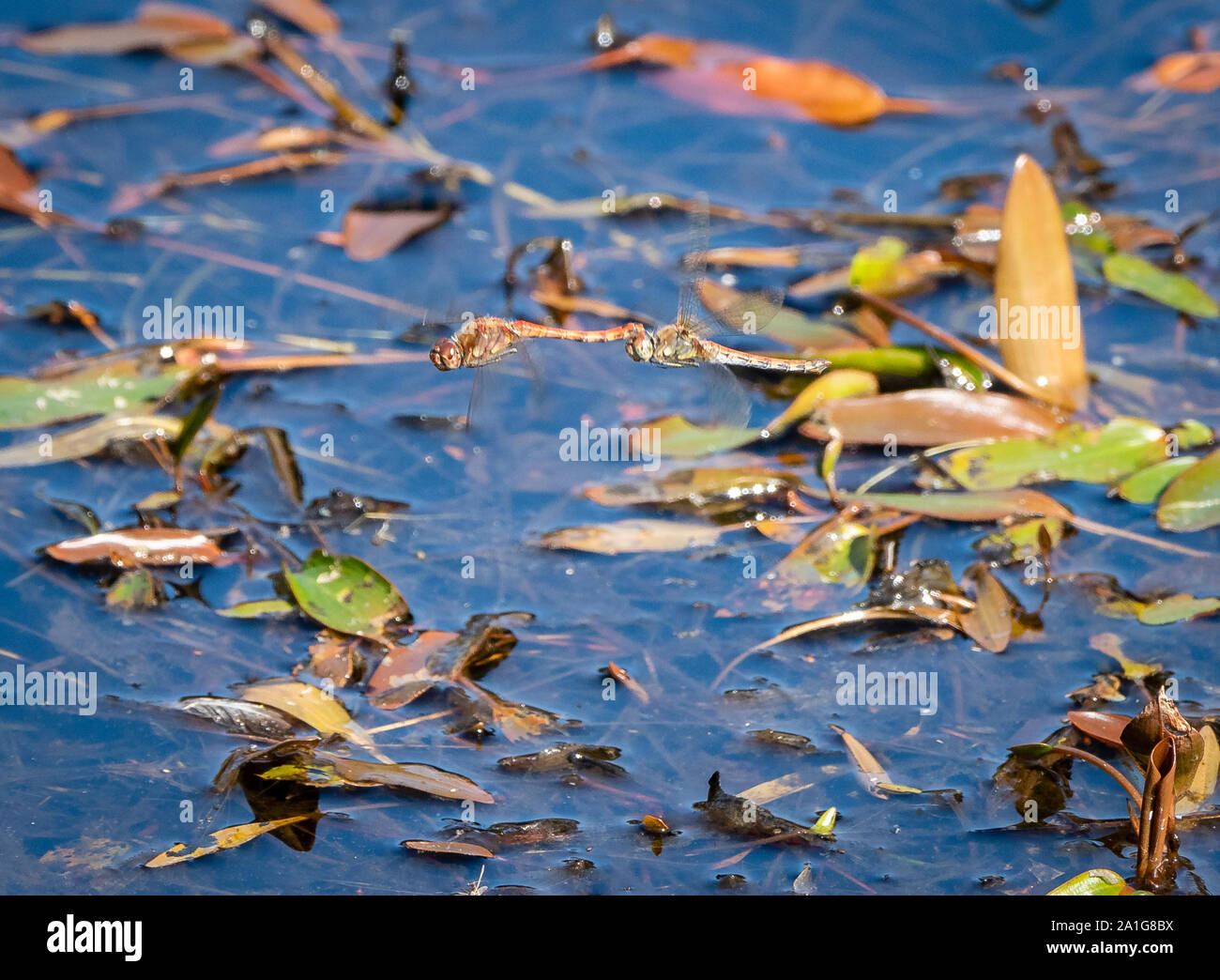 Common darter dragonfly coppia ovipositing con aggancio a maschio e femmina immergendo il suo addome sulla superficie dell'acqua - Hampshire REGNO UNITO Foto Stock