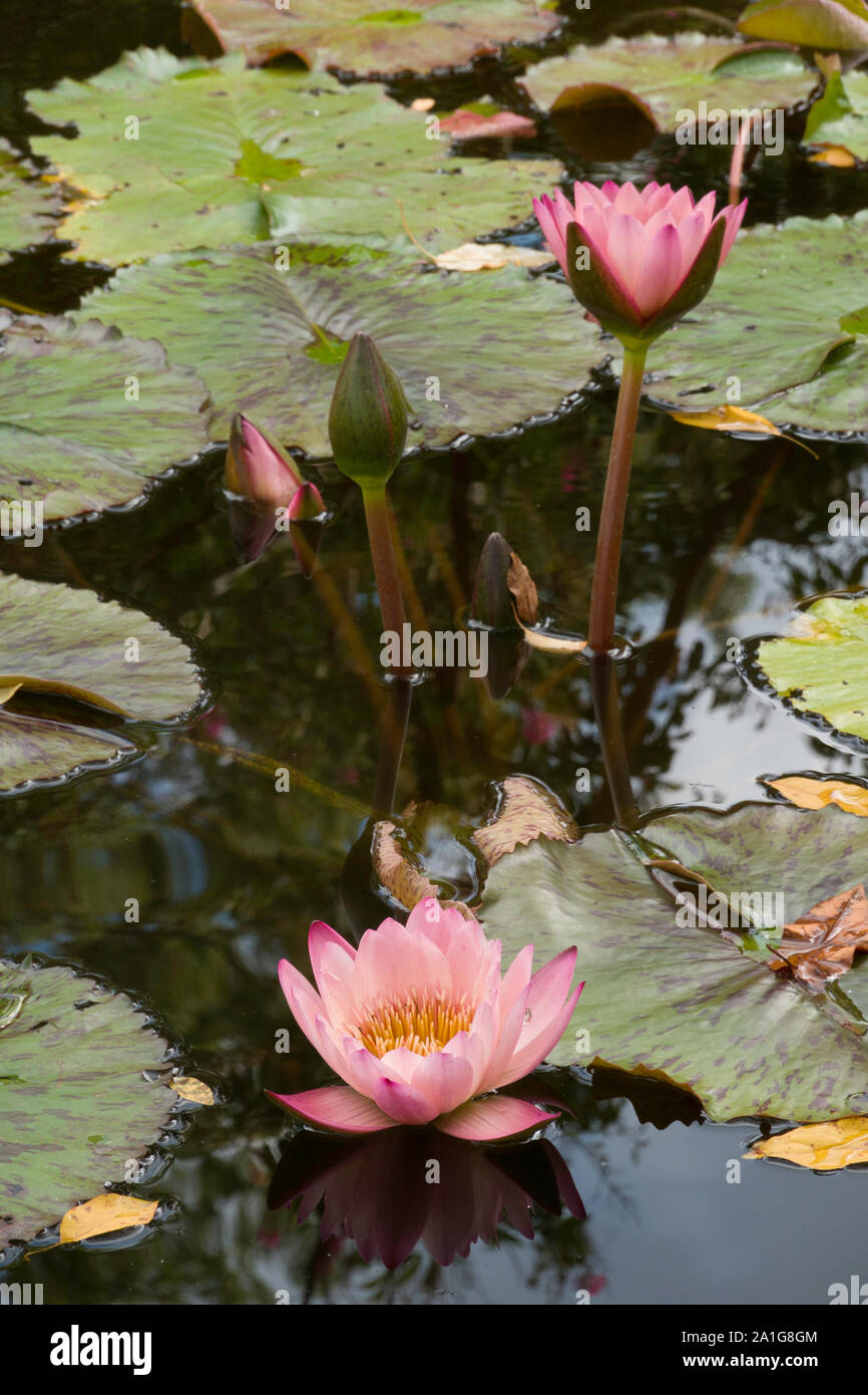 Waterlilies nel Burnett una piscina con fontana presso il Conservatorio giardino, Central Park, New York, Stati Uniti d'America Foto Stock