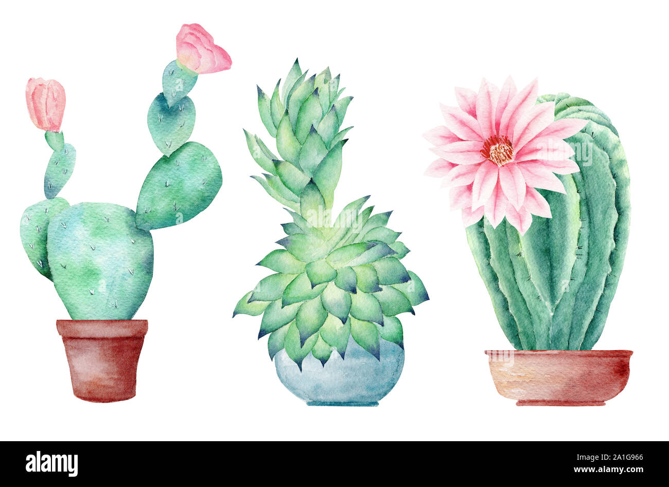 Cactus in vasi disegnati a mano ad acquerello illustrazione raster set.  Fiorente cactus con boccioli isolato cliparts. Houseplants aquarelle disegno.  Cactus Foto stock - Alamy