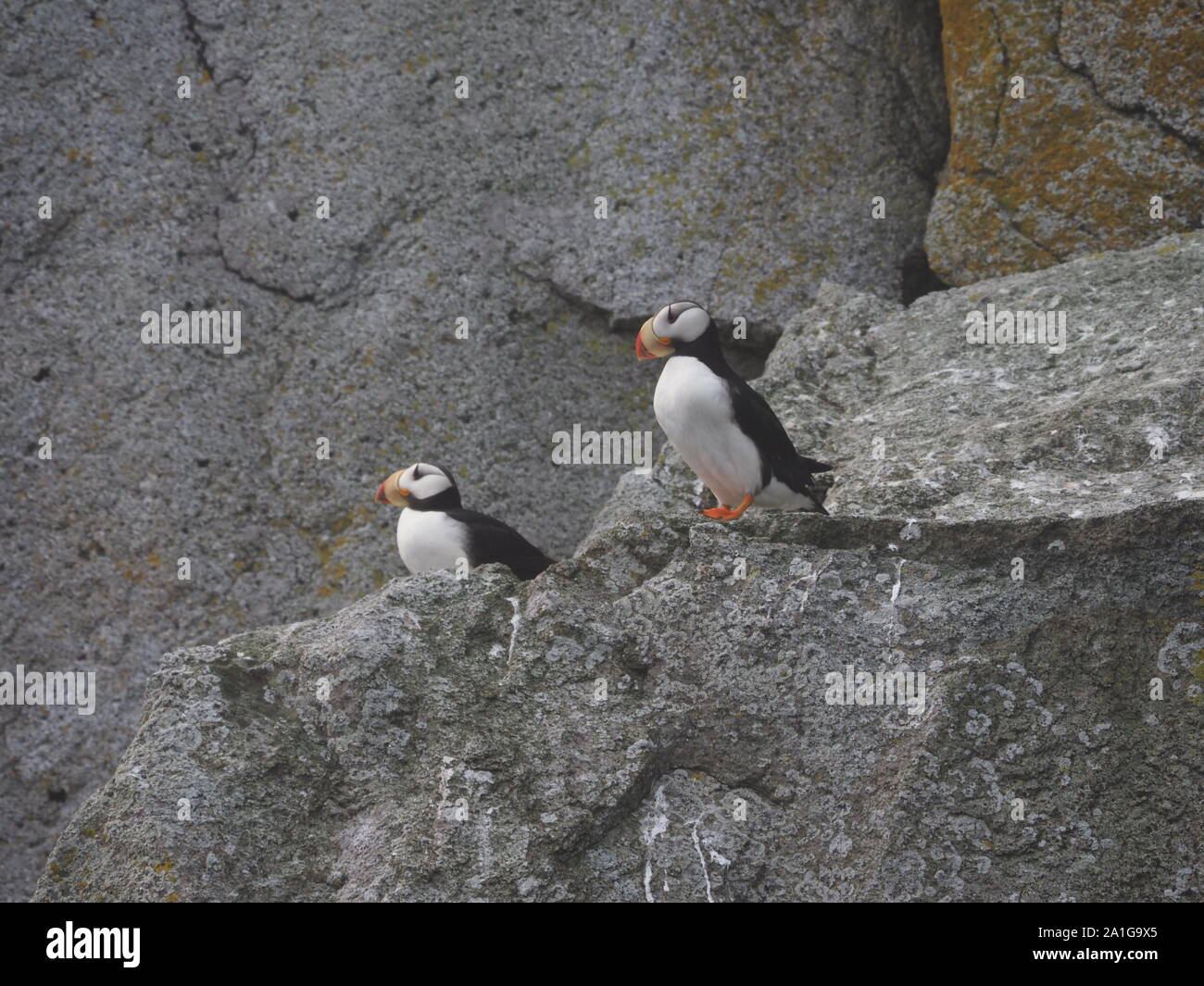 Cornuto Puffin Seward Alaska Foto Stock