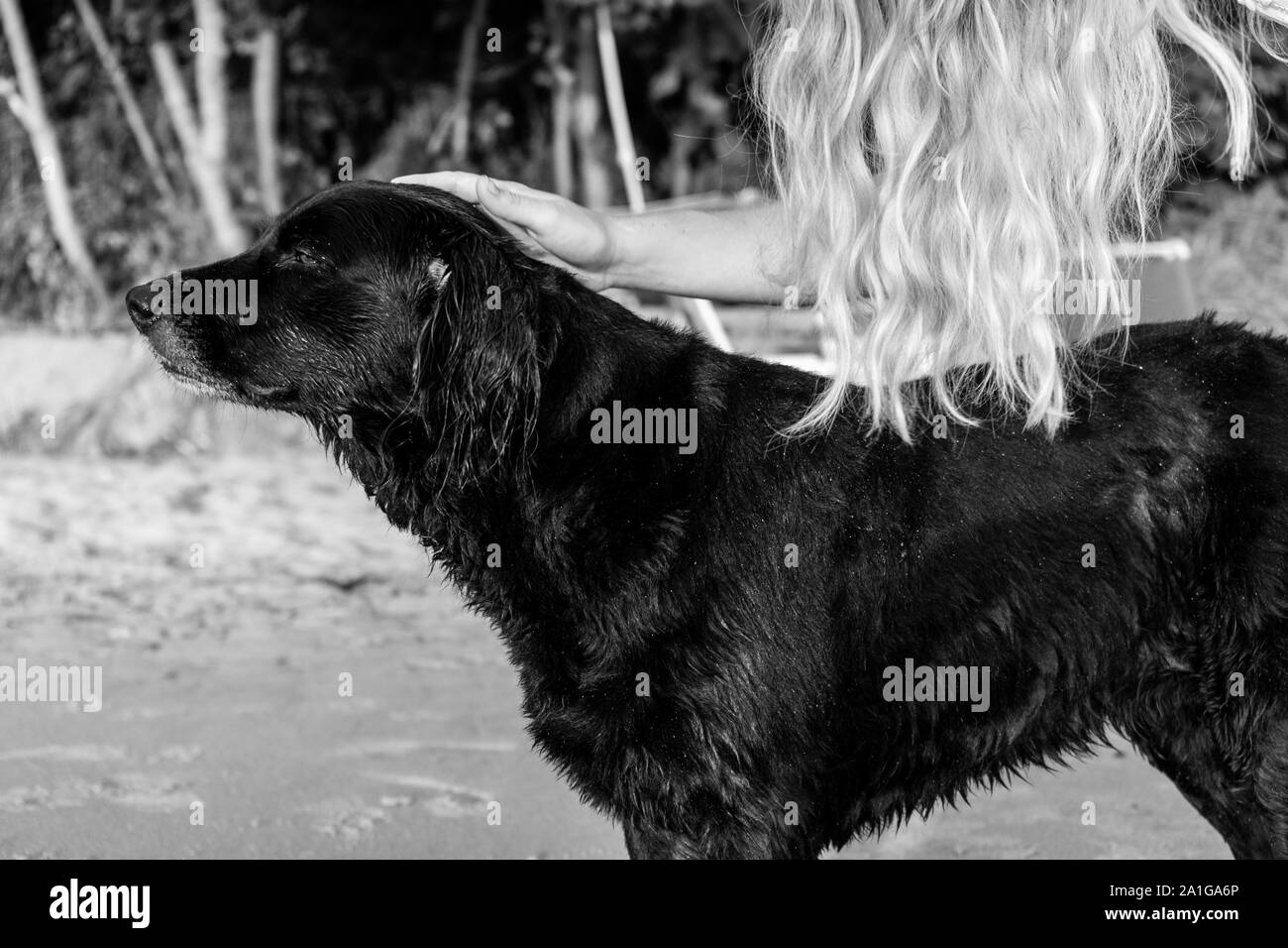 Cane nero essendo petted in bianco e nero Foto Stock