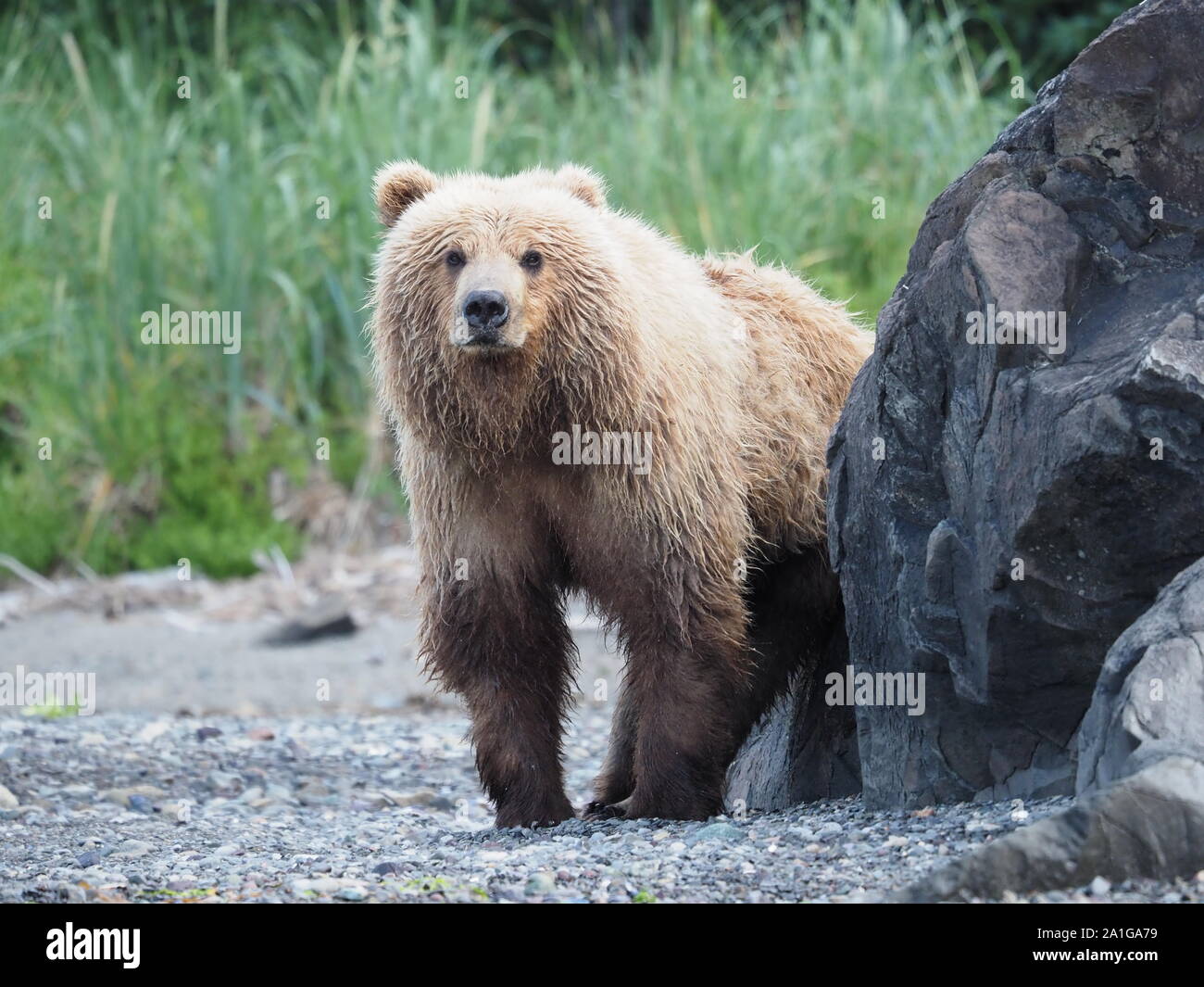 Sbirciando in piedi faccia piena bruno Orso grizzly Katmai Alaska USA Foto Stock