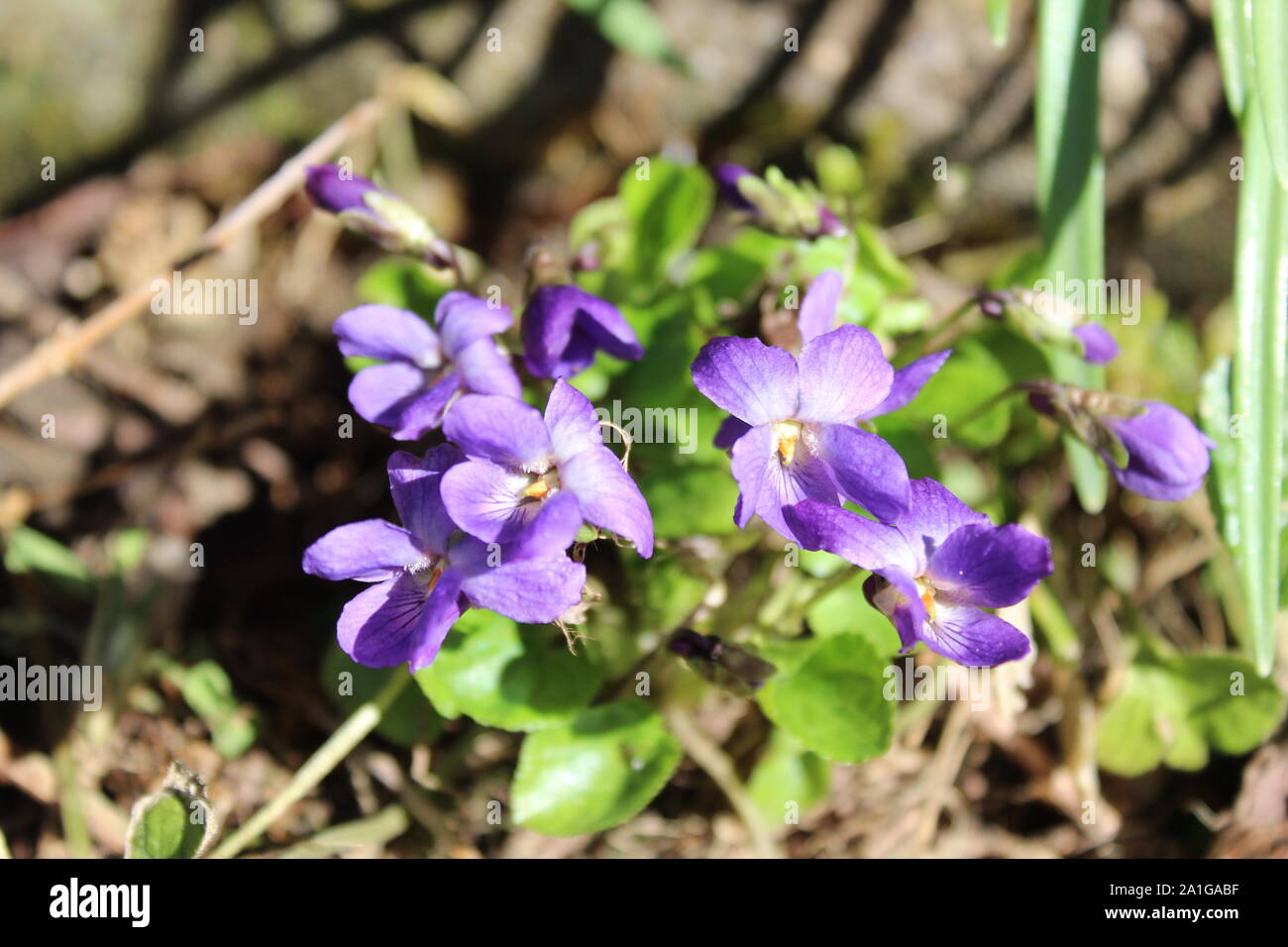 La foto mostra le viole in marzo. Foto Stock
