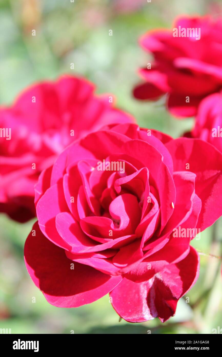 Bella floribunda lavaglut korlech rose che crescono in un giardino. Foto Stock