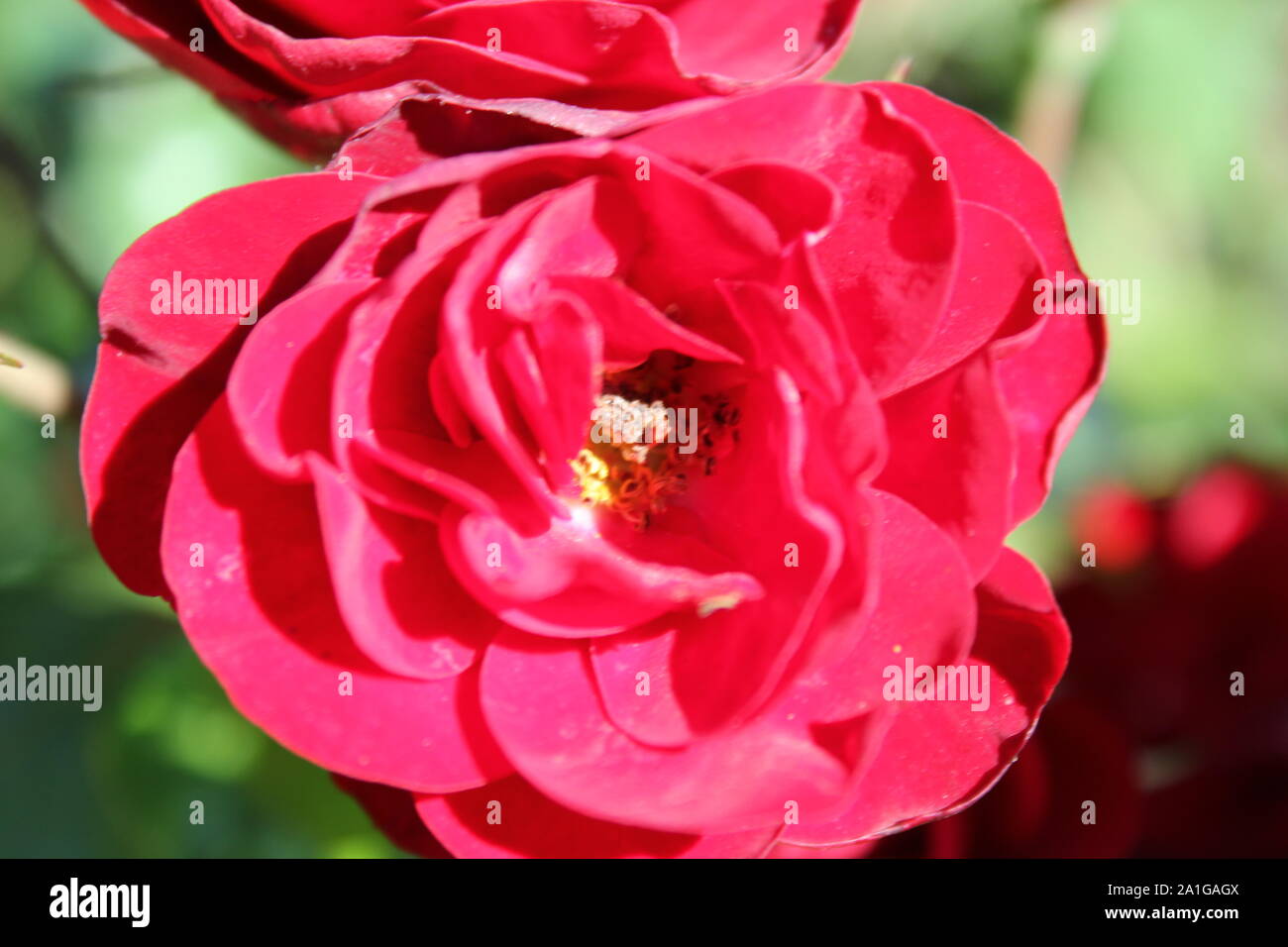 Bella floribunda lavaglut korlech rose che crescono in un giardino. Foto Stock