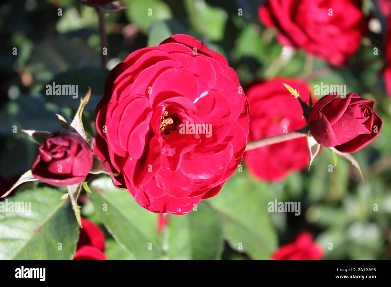 Bella floribunda lavaglut korlech rose che crescono in un giardino. Foto Stock