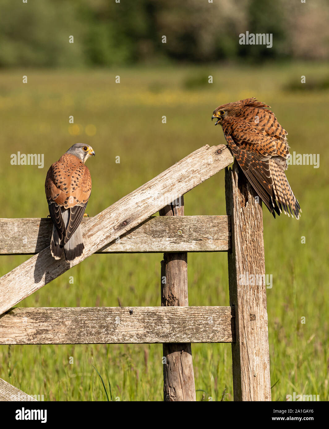 Wild maschio e femmina gheppio appollaiato su una vecchia porta di legno in conversazione con l'altra. Foto Stock