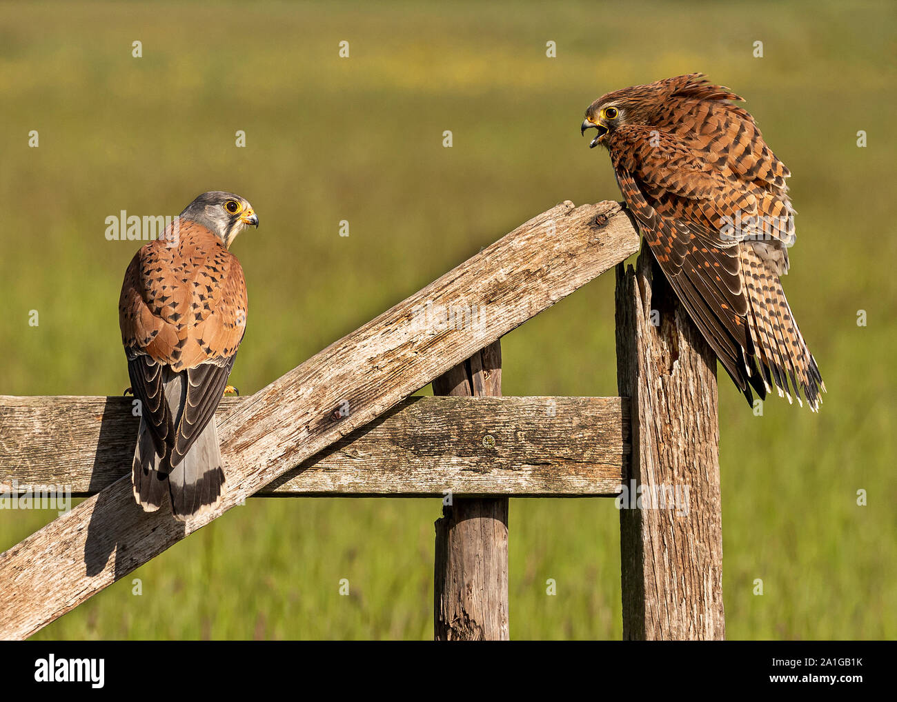 Wild maschio e femmina gheppio appollaiato su una vecchia porta di legno in conversazione con l'altra. Foto Stock