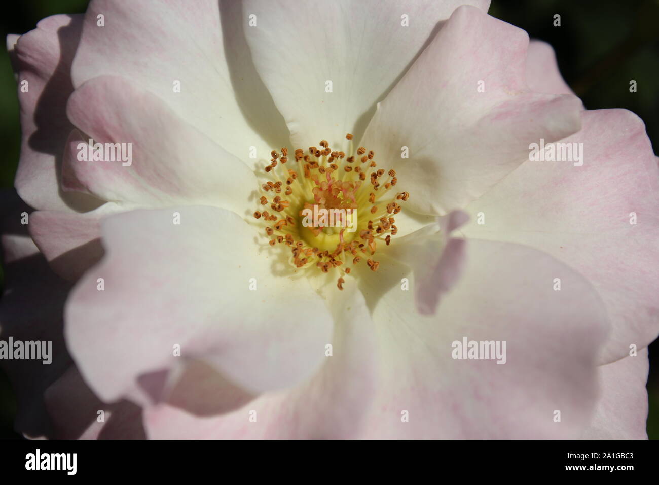 Bella brite occhi rosa rampicante che cresce in un giardino. Foto Stock