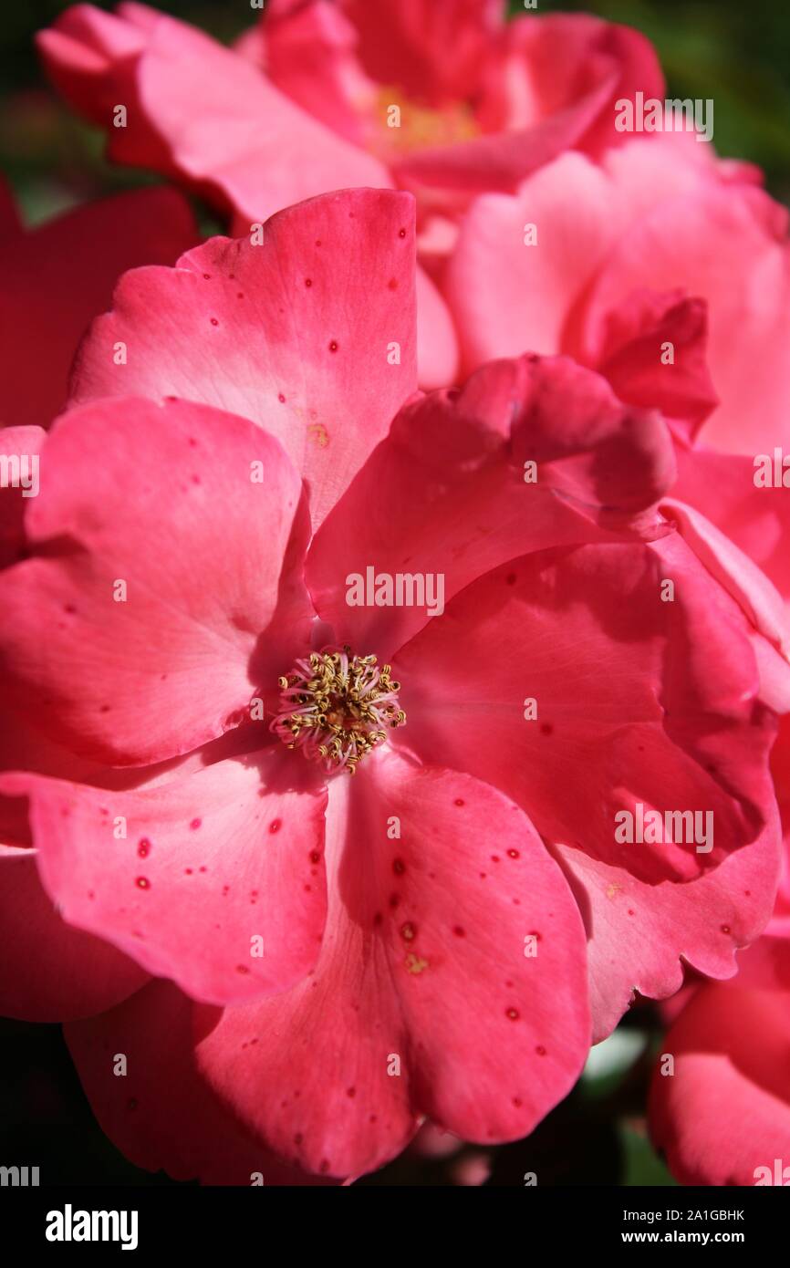 Bella brite occhi rosa rampicante che cresce in un giardino. Foto Stock