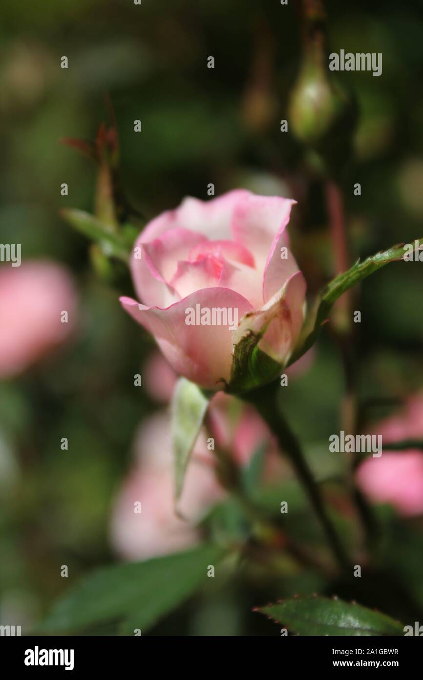Bella rosa e bianco rosa tea in crescita in un giardino. Foto Stock