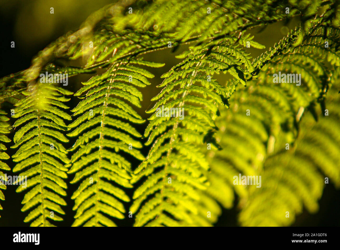 Foglie di felce sulla foresta illuminata dal sole Foto Stock