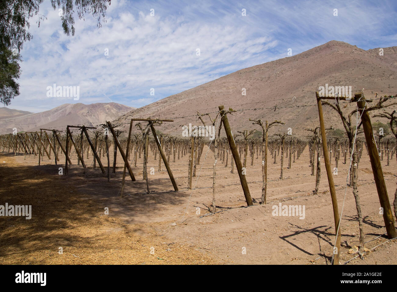 Coltivazione dei vigneti per frutta e vino, nelle inospitali montagne delle Ande. Cile Foto Stock