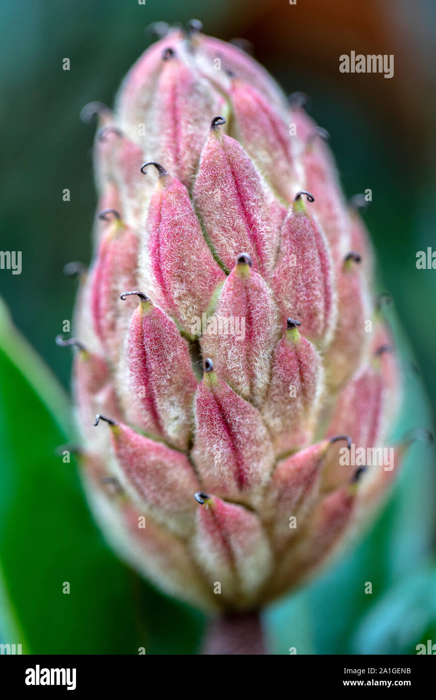 Close-up di albero di magnolia seme pod (profondità di campo) - Penrose, vicino Brevard, North Carolina, STATI UNITI D'AMERICA Foto Stock