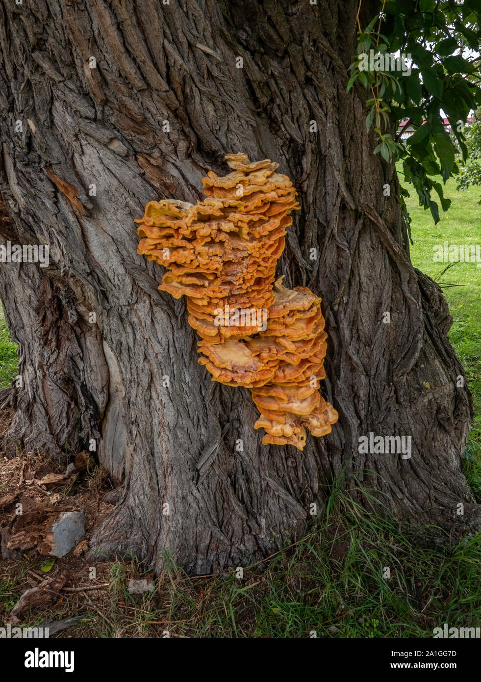 Enormi funghi coltivati su albero Foto Stock