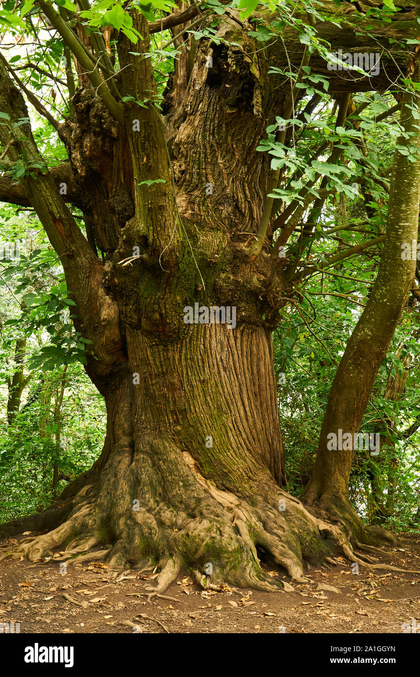 Dolce antico castagno (Castanea sativa) tronco di albero in Santa Margarida vulcano foresta (Garrotxa Zona Vulcanica parco naturale, Santa Pau, Girona, Spagna) Foto Stock