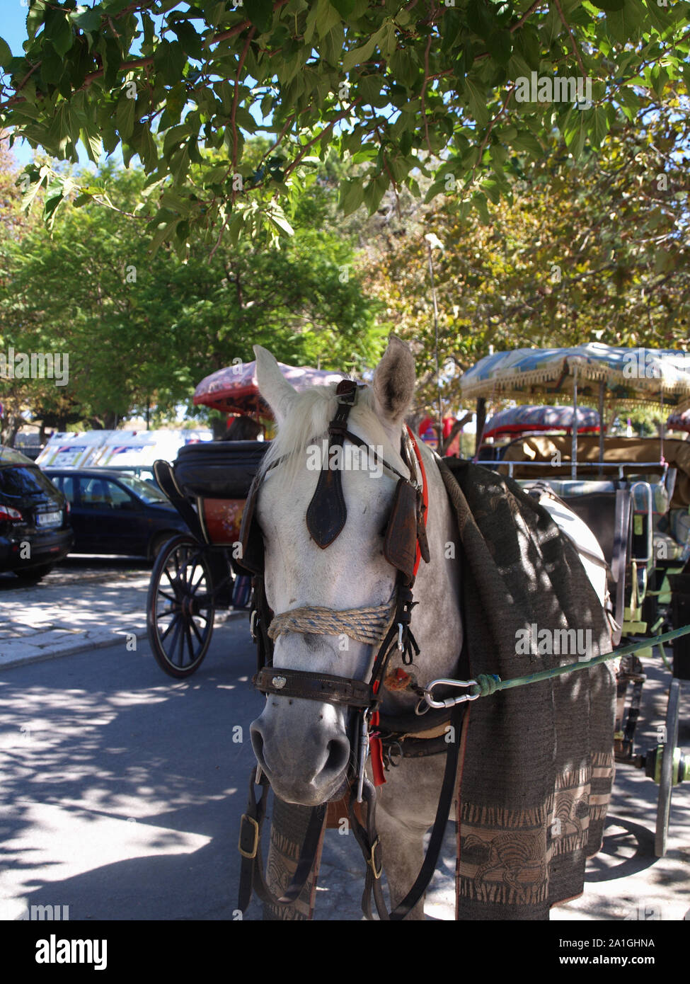 A cavallo e in carrozza nel Parco in piazza Spianada, citta di Corfu, Corfu, Grecia Foto Stock